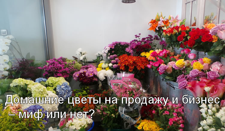 Домашние цветы на продажу и бизнес – миф или нет?